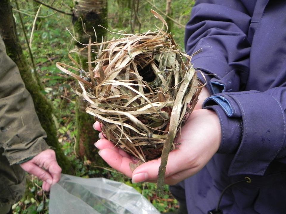Dormouse nest (Angela Smith)